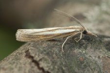 agriphila_selasella-00003.jpg