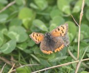 faded small copper.jpg