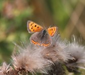 Small copper.jpg