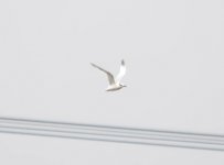 Beddington Farm Sandwich Tern 1.jpg