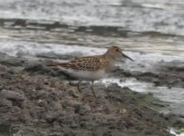 Beddington Farm Pectoral Sandpiper 1.jpg