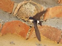 IMG_3436_House Martin.jpg