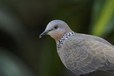 spotted dove nex5 nik300_DSC6419.jpg