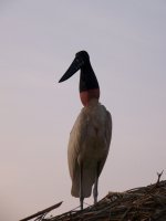 jabiru2.jpg