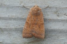 least_yellow_underwing-00007.jpg