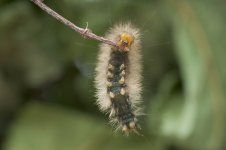 buff_ermine_larva-00043.jpg