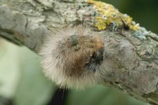 buff_ermine_larva-00032.jpg