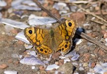 Wall Brown 1.jpg