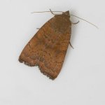 _MG_7609 Least Yellow Underwing.JPG