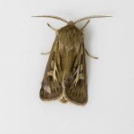 _MG_7524 Antler Moth.JPG