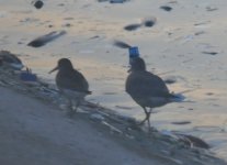 Walton Reservoirs QE2 Knot Dunlin 1.jpg