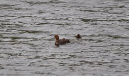 Possible Scaup--2.jpg