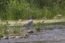 2010-08-29 Ibisbill.jpg