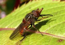 Rhingia campestris.jpg