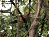 Moustached Laughingthrush s.jpg