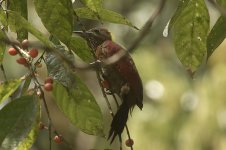 checkerThroatedWoodpecker.jpg