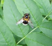 Volucella bombylans.jpg