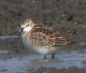 Beddington Farm Little Stint 1.jpg