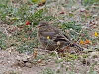 IMG_4250_Citril Finch.jpg