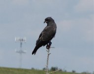 Snail Kite, Lock 7, Oct 11 2010, 1a.jpg