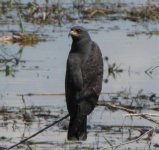 Snail Kite, Lock 7, Oct 11 2010, 2a.jpg