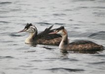 Great-Crested-Grebes_edited.jpg