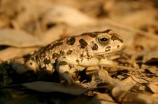 Green Toad iran 1.jpg