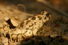 Green Toad iran 2.jpg