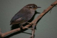 bush_wren_Xenicus_longipes.JPG