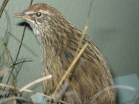 Chatham_Islands_fernbird_1_.jpg