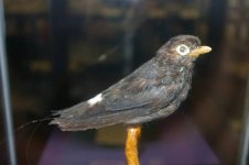 white-eyed river martin.JPG