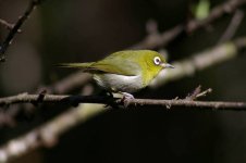 green-backed white-eye.JPG