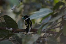 Sepilok yellow and black broadbill.JPG