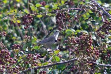 Barred Warbler 100901 IMGP9260.jpg