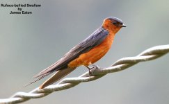 rufousbelliedswallow-1.jpg