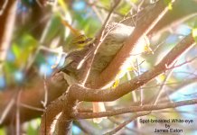 Spot-breasted White-eye_filtered-1.jpg