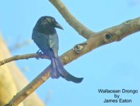 Wallacean Drongo_filtered-1.jpg