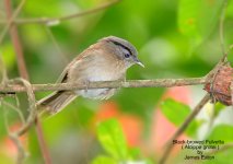 Black-browed Fulvetta( Alcippe Grotei )_filtered-1.jpg