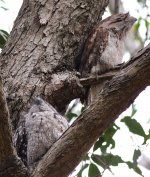 TawnyFrogmouth.jpg