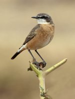 Red-breasted Wheatear.jpg