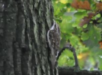 Beddington Farm Treecreeper 1.jpg