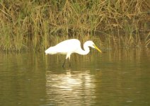 Great Egret.jpg