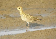 Pacific Golden Plover.jpg