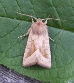 Rosy Rustic 1 Sep.jpg