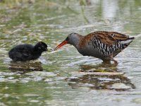 WaterRails_4285_web.jpg