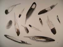 Black and White Feathers.jpg