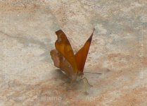 leafwing_anaea sp_001-3.jpg