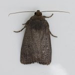 _MG_8006 Mouse Moth.JPG