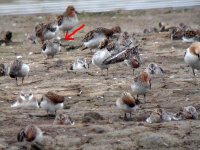 spoonbill sandpiper[1].jpg