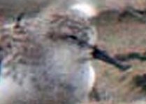 spoonbilled-sandpiper2.jpg